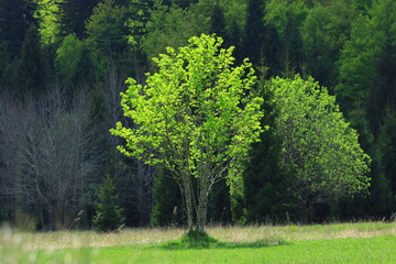Fototapeta premium Meadow wit forest on mountain in spring, Gorski kotar area, Croatia