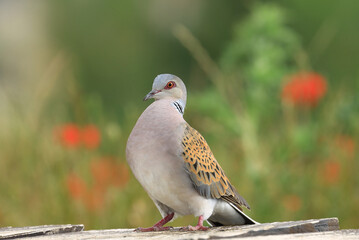 European turtle dove, Streptopelia turtur