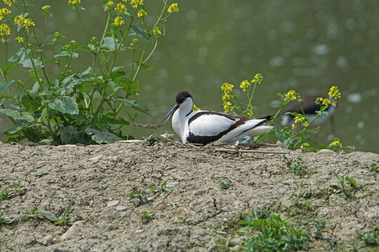Avocetta sul nido