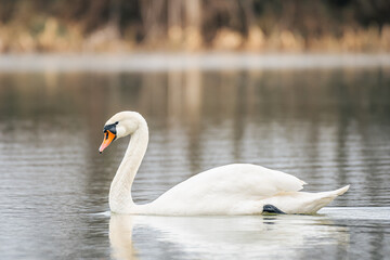 Mute swan - Cygnus olor - a large water bird with white plumage and orange beak and a long neck, the bird swims on the lake.