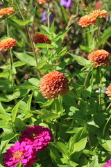 orange flower in the garden