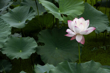 selective focus beautiful pink and white lotus flowers many lotuses pop up in a natural pond A fish...
