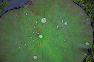 Water drops on the green lotus leaves in the pond look refreshing. Feel the coolness and abundance. Water drop texture background image, pattern on lotus leaves