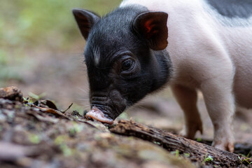 Selective focus cute black and white piglet walking in the forest in the backyard cute little piggy.
