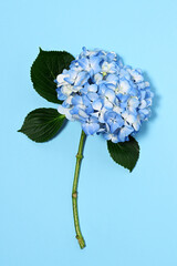 Beautiful blue hydrangea