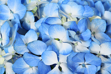 Background of blue hydrangea flowers