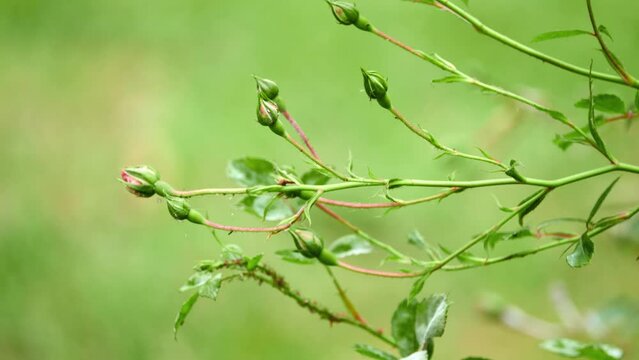 Rosa blanda, commonly known as smooth rose, meadow wild or prairie rose, is rose native to North America. Among roses, it is closest to come to thornless rose, with just few thorns at base.