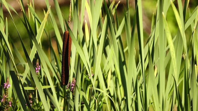 Typha latifolia (broadleaf cattail, bulrush, common cattail,  cat-o'-nine-tails, great reedmace, cooper's reed, cumbungi) is perennial  herbaceous plant in genus Typha.