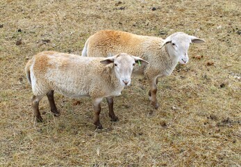 Obraz premium sheep and lamb on the field