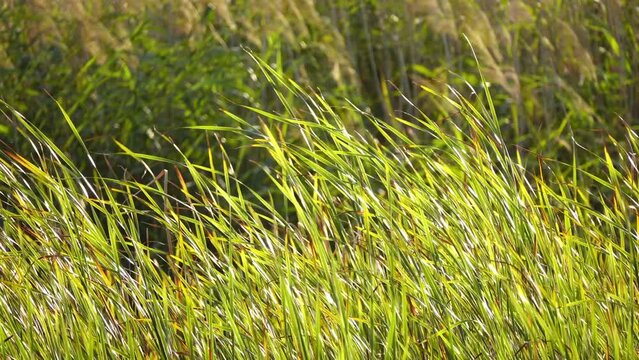 Paspalum scrobiculatum, commonly called Kodo millet or Koda millet, is annual grain that is grown primarily in Nepal .