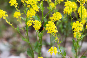 Obraz premium Bee on yellow flower.