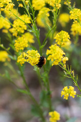 Bee on yellow flower.