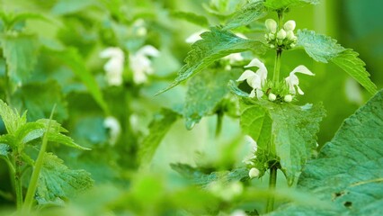 Lamium album, commonly called white nettle or white dead-nettle, is flowering plant in family Lamiaceae. It is native Europe and Asia, growing in variety of habitats from open grassland to woodland.