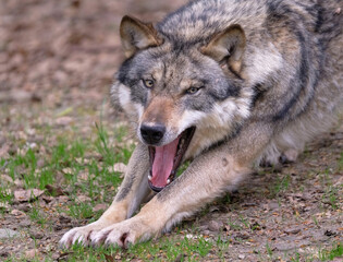 Wolf_Europaeischer Grauwolf in Aktion