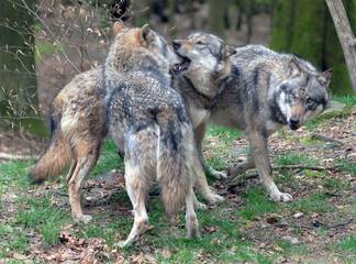 Wolf_Europaeischer Grauwolf in Aktion