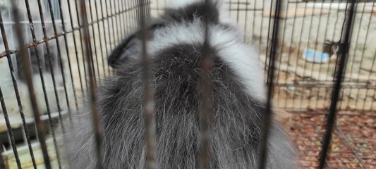 White and black fluffy rabbit in a cage with iron bars, selective focus