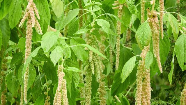 Amaranthus caudatus is annual flowering plant. It goes by common names such as love-lies-bleeding, pendant amaranth, tassel flower, velvet flower, foxtail amaranth, and quilete.