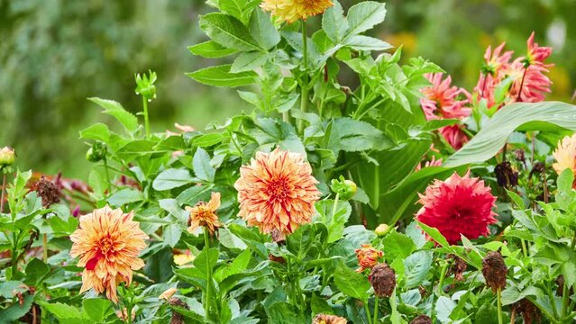 Dahlia pinnata is species in genus Dahlia, family Asteraceae, with common name garden dahlia. It is type species of genus and is widely cultivated.