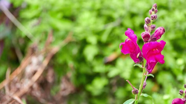 Salvia microphylla, baby sage, Graham's sage, or blackcurrant sage, is evergreen shrub found in wild in southeastern Arizona and mountains of eastern, western, and southern Mexico.