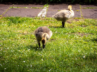 country goose on the grass