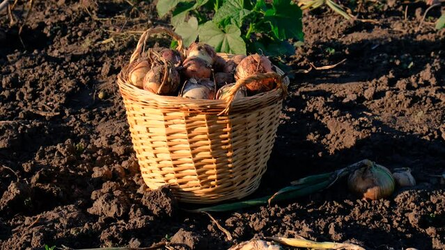 collects onions in a basket in the garden. Selective focus.