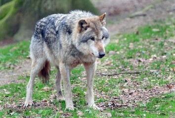 Wolf_Europaeischer Grauwolf in Aktion