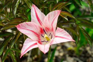 A white and pink tulip. Close-up. Top view.