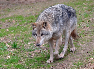 Wolf_Europaeischer Grauwolf in Aktion