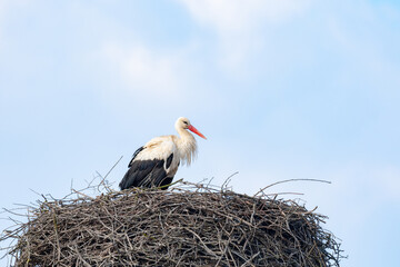 Fototapeta premium White stork (Ciconia ciconia) a large wading bird with black and white plumage, the animal sits high on the nest.