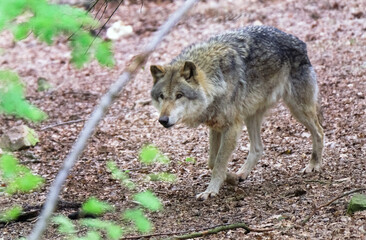 Wolf_Europaeischer Grauwolf in Aktion