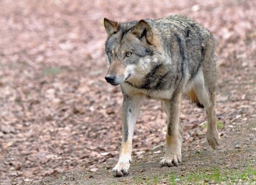 Wolf_Europaeischer Grauwolf in Aktion