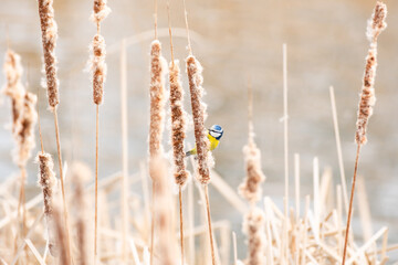 Eurasian blue tit (Cyanistes caeruleus) a small bird with blue-yellow plumage, the animal sits on a...