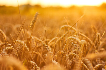 Golden Wheat Field Glowing Under Warm Sunlight During Sunset. Ukrainian fields