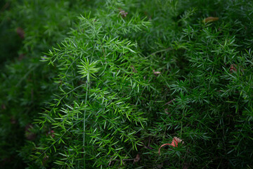 Macro view of an Asparagus sprengeri plant with green leaves. Grows well in shade and humidity. Popularly grown in house to add natural freshness. © AP focus