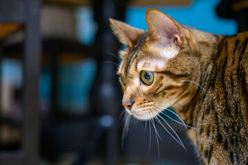 ベンガルキャット　家猫