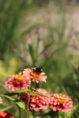 orange flower in the garden with a bee