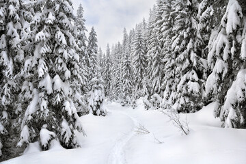 Winter landscape with path with footprints in snow following in fir forest
