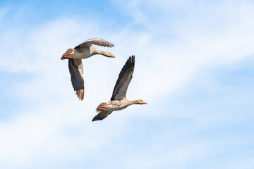 Greylag goose (Anser anser) large  water bird, pair of animals fly in the sky.