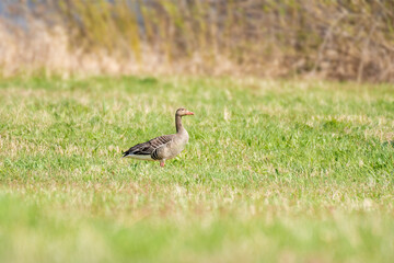 Greylag goose (Anser anser) large water bird, animal stands on green grass.