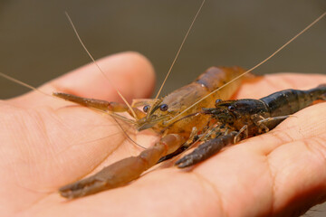  Selection focus on small shrimp in hand small river shrimp in a fertile river in Thailand