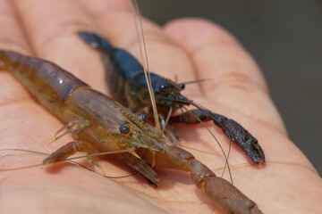  Selection focus on small shrimp in hand small river shrimp in a fertile river in Thailand