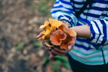 Selective focus woolly chanterelle, turbinellus floccosus, mushrooms, and a lot of yellow-orange...