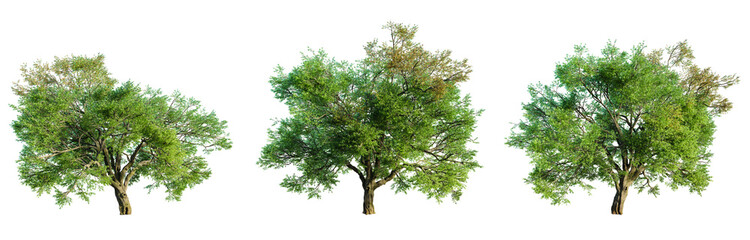 Set of valley oak tree isolated on transparent background. 3D render.
