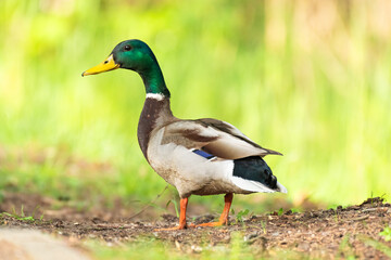 Mallard (Anas platyrhynchos) male, large water bird with colorful plumage, the animal stands at the edge of the pond among herbaceous vegetation.