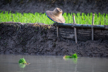 Selective focus farmer's straw hat Located on the edge of a rice field during the rice growing...