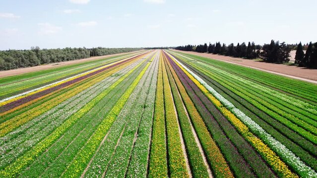 Field aerial video of Ranunculus in Kibbutz Nir Yitzhak