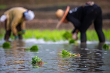 Selective focus young green rice plants Immersed in a rice field filled with water during the...