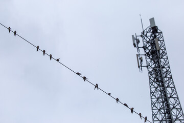 Selective focus antennas, signals, and mobile networks. There are many birds perched. There is...