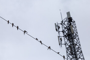 Selective focus antennas, signals, and mobile networks. There are many birds perched. There is...