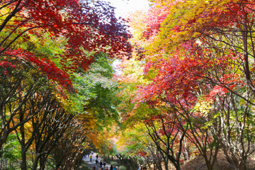 the spectacular scenery of maple trees with beautiful autumn leaves